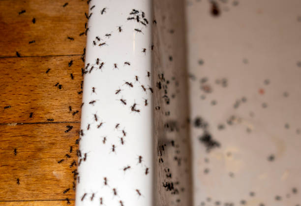 Best Affordable Exterminators  in Wentworth, NC